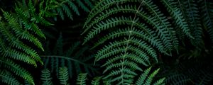 Preview wallpaper fern, leaves, branches, green, macro