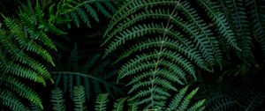 Preview wallpaper fern, leaves, branches, green, macro