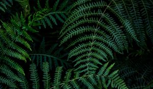 Preview wallpaper fern, leaves, branches, green, macro