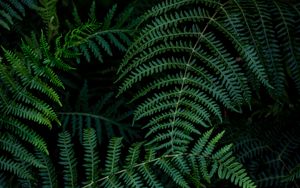 Preview wallpaper fern, leaves, branches, green, macro