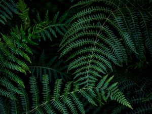 Preview wallpaper fern, leaves, branches, green, macro