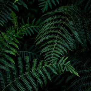 Preview wallpaper fern, leaves, branches, green, macro