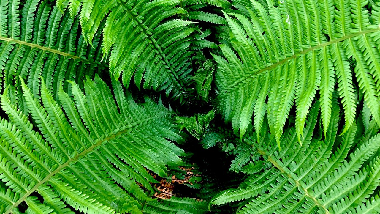 Wallpaper fern, leaves, branches, bush, green