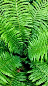 Preview wallpaper fern, leaves, branches, bush, green