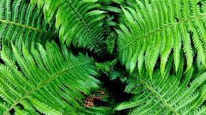 Preview wallpaper fern, leaves, branches, bush, green