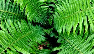 Preview wallpaper fern, leaves, branches, bush, green