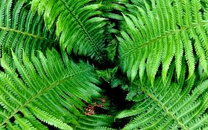 Preview wallpaper fern, leaves, branches, bush, green