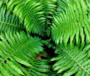 Preview wallpaper fern, leaves, branches, bush, green