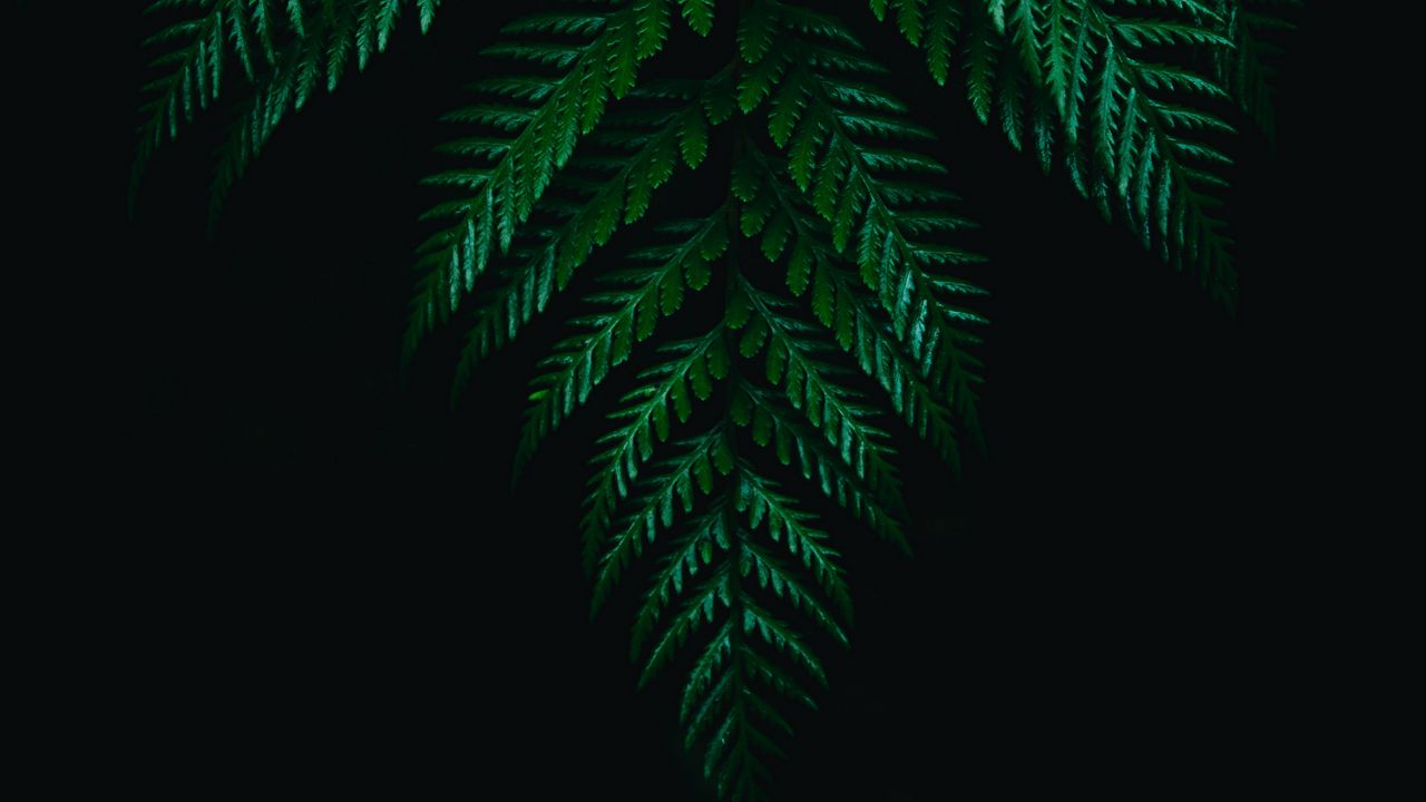 Wallpaper fern, leaves, branches, dark, plant