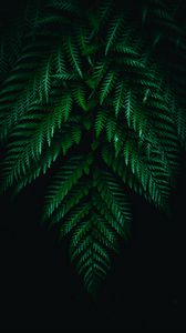 Preview wallpaper fern, leaves, branches, dark, plant