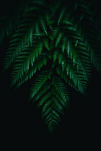 Preview wallpaper fern, leaves, branches, dark, plant