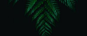 Preview wallpaper fern, leaves, branches, dark, plant