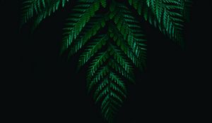 Preview wallpaper fern, leaves, branches, dark, plant