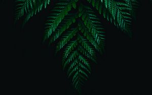 Preview wallpaper fern, leaves, branches, dark, plant