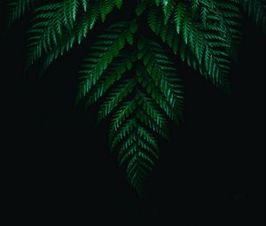 Preview wallpaper fern, leaves, branches, dark, plant