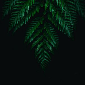 Preview wallpaper fern, leaves, branches, dark, plant