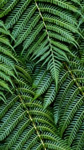 Preview wallpaper fern, leaves, branches, green, macro, bush