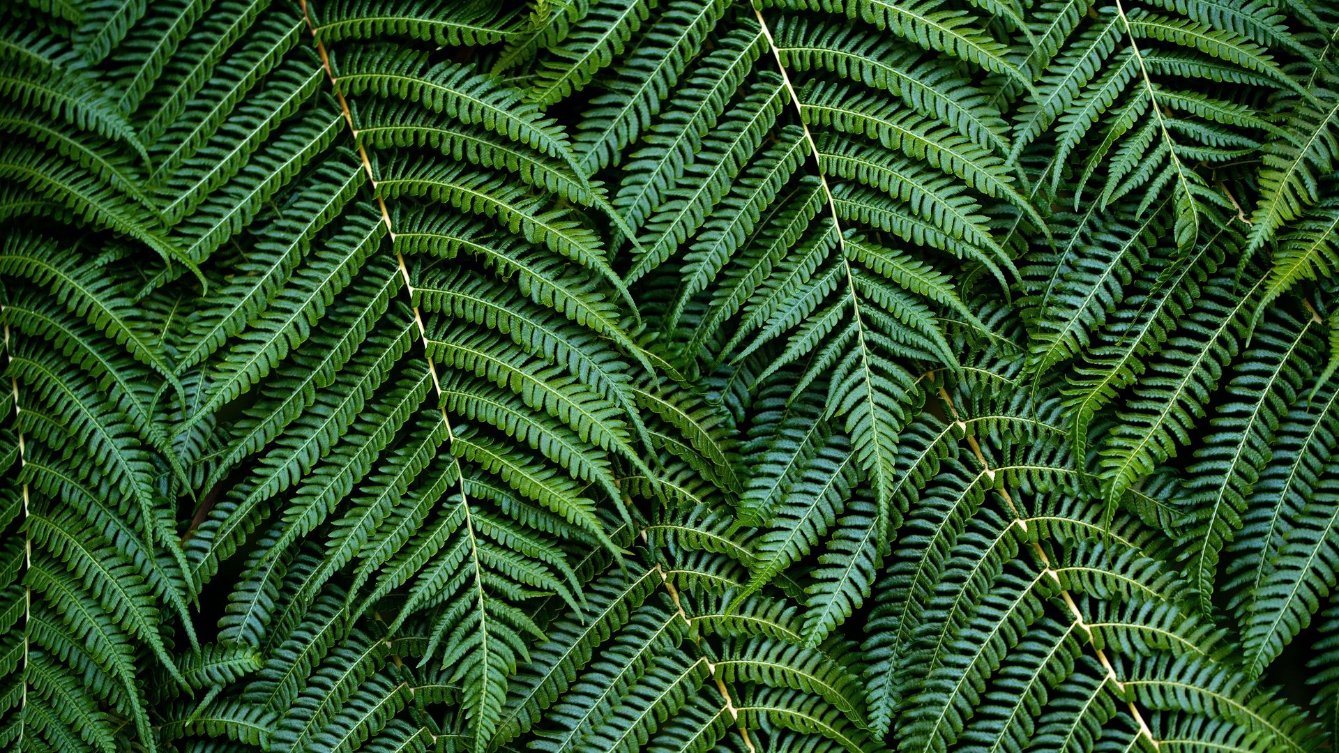 Download wallpaper 1920x1080 fern, leaves, branches, green, macro, bush