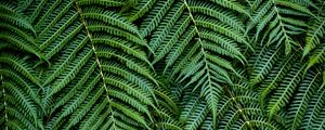 Preview wallpaper fern, leaves, branches, green, macro, bush