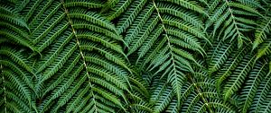 Preview wallpaper fern, leaves, branches, green, macro, bush