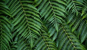 Preview wallpaper fern, leaves, branches, green, macro, bush