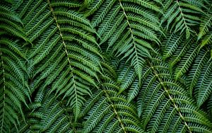 Preview wallpaper fern, leaves, branches, green, macro, bush