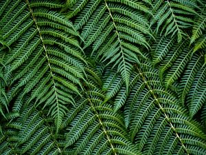 Preview wallpaper fern, leaves, branches, green, macro, bush