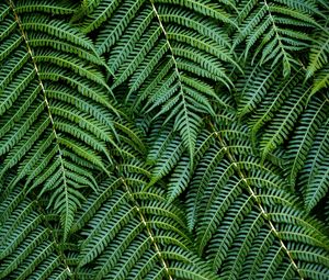 Preview wallpaper fern, leaves, branches, green, macro, bush