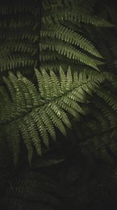 Preview wallpaper fern, leaves, branches, green, bush