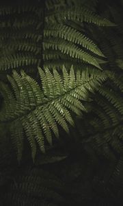 Preview wallpaper fern, leaves, branches, green, bush