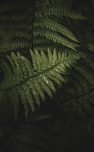 Preview wallpaper fern, leaves, branches, green, bush