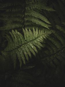 Preview wallpaper fern, leaves, branches, green, bush