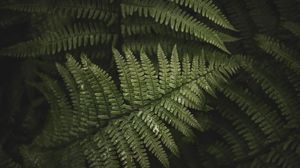 Preview wallpaper fern, leaves, branches, green, bush