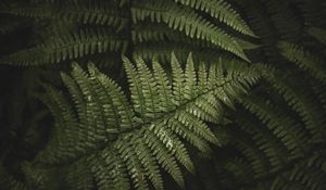 Preview wallpaper fern, leaves, branches, green, bush