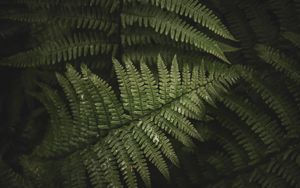 Preview wallpaper fern, leaves, branches, green, bush