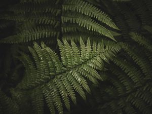 Preview wallpaper fern, leaves, branches, green, bush