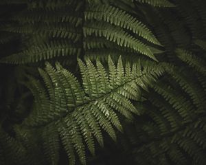 Preview wallpaper fern, leaves, branches, green, bush