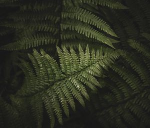 Preview wallpaper fern, leaves, branches, green, bush