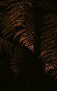 Preview wallpaper fern, leaves, branches, bushes