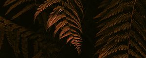 Preview wallpaper fern, leaves, branches, bushes