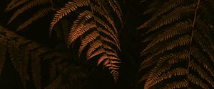 Preview wallpaper fern, leaves, branches, bushes