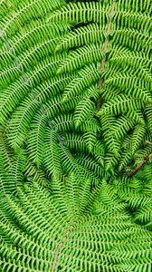 Preview wallpaper fern, leaves, branches, plant, macro, green