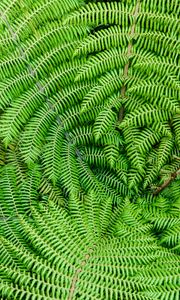 Preview wallpaper fern, leaves, branches, plant, macro, green