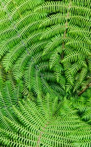 Preview wallpaper fern, leaves, branches, plant, macro, green