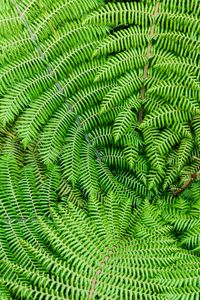 Preview wallpaper fern, leaves, branches, plant, macro, green