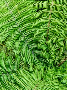 Preview wallpaper fern, leaves, branches, plant, macro, green