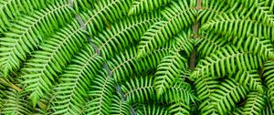 Preview wallpaper fern, leaves, branches, plant, macro, green