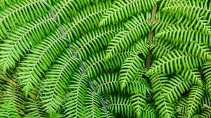 Preview wallpaper fern, leaves, branches, plant, macro, green