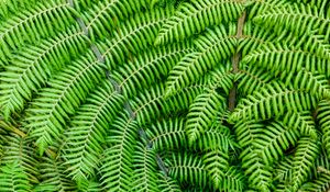 Preview wallpaper fern, leaves, branches, plant, macro, green
