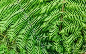 Preview wallpaper fern, leaves, branches, plant, macro, green